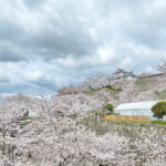 二の丸にて見ごろを迎える津山城の桜と備中櫓=2024年4月4日午前10時42分