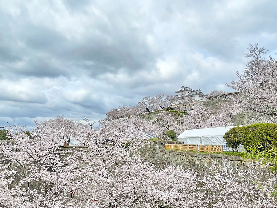 二の丸にて見ごろを迎える津山城の桜と備中櫓=2024年4月4日午前10時42分