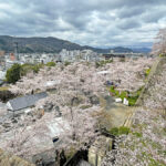 見ごろを迎える二の丸の桜=2024年4月4日午前10時43分