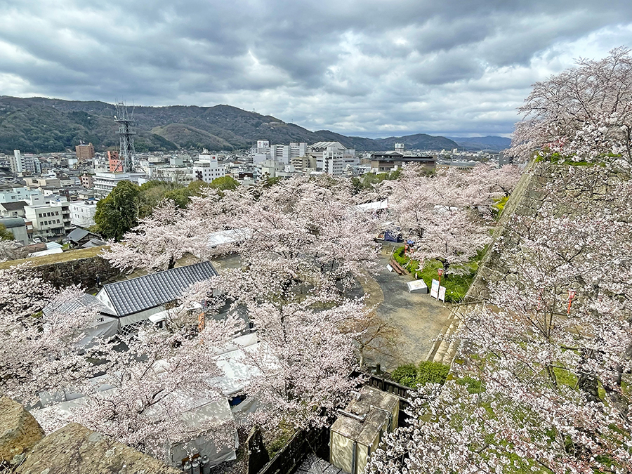 見ごろを迎える二の丸の桜=2024年4月4日午前10時43分