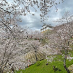 二の丸にて綺麗に咲いた桜と備中櫓=2024年4月4日午前10時45分