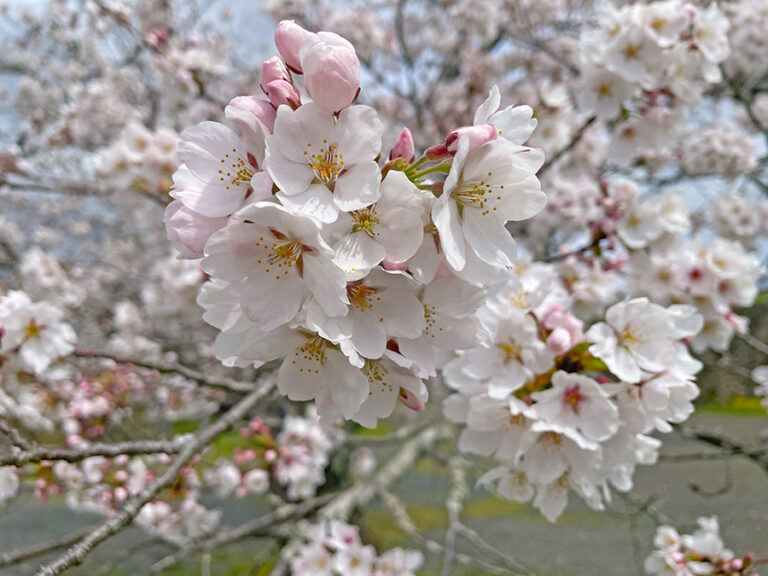 見ごろを迎えた津山城の桜=2024年4月4日午前10時32分