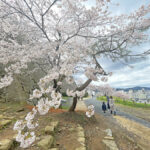 満開の裏門前の桜=2024年4月4日午前10時50分