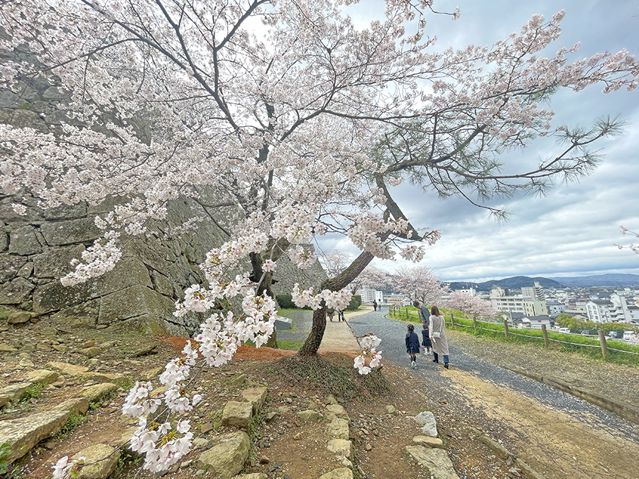 満開の裏門前の桜=2024年4月4日午前10時50分
