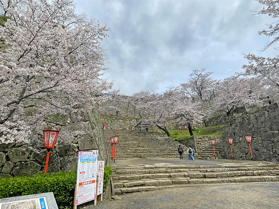 三の丸へと続く階段の桜=2024年4月4日午前10時45分