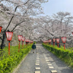 立ち並ぶぼんぼりと桜=2024年4月5日午前10時17分