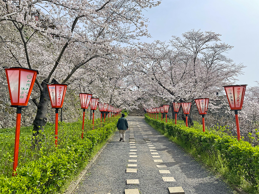 立ち並ぶぼんぼりと桜=2024年4月5日午前10時17分