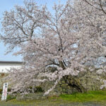 本丸の桜も見頃=2024年4月5日午前10時5分