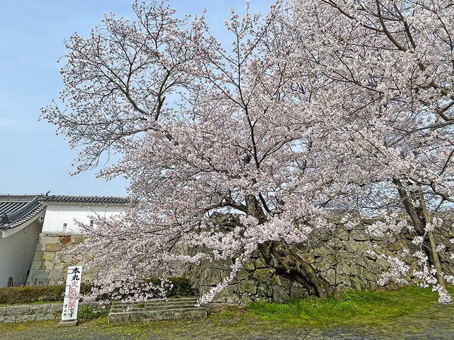 本丸の桜も見頃=2024年4月5日午前10時5分