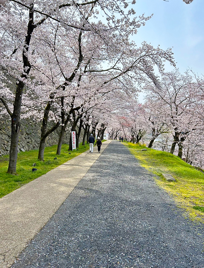 三の丸の桜並木=2024年4月5日午前10時9分