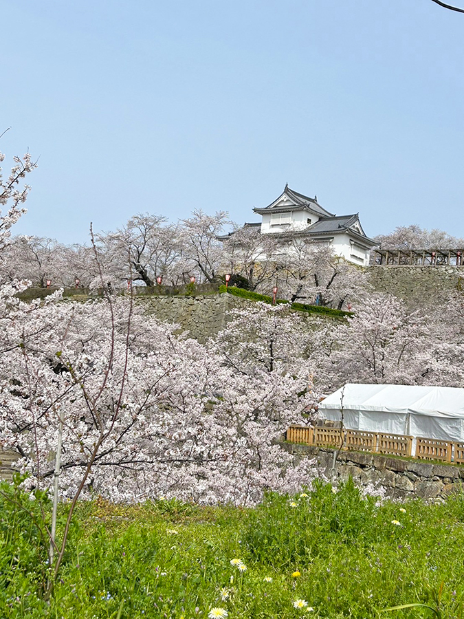桜と備中櫓、草木の緑が美しく映える=2024年4月5日午前9時50分