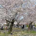 満開の桜の下、人々で賑わう津山城=2024年4月6日午前10時20分