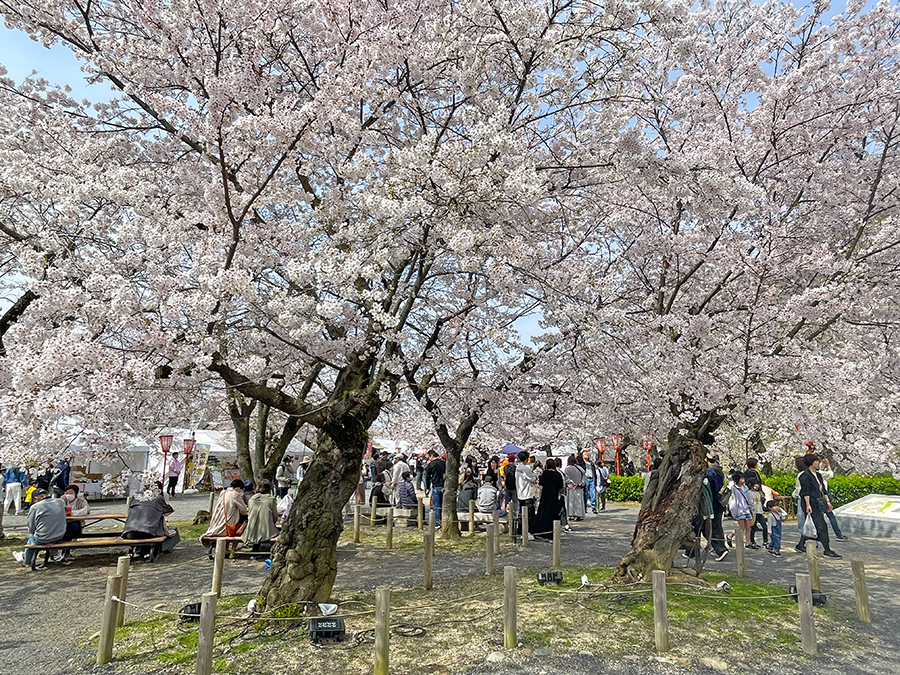 満開の桜の下、人々で賑わう津山城=2024年4月6日午前10時20分
