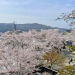 三の丸に咲く満開の桜=2024年4月6日午前10時35分