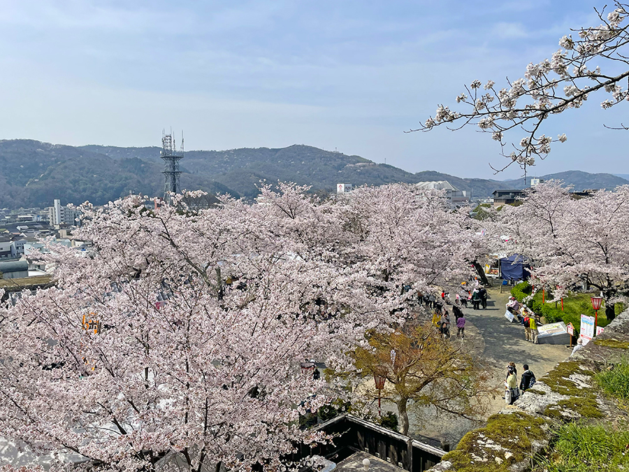 三の丸に咲く満開の桜=2024年4月6日午前10時35分