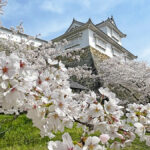 桜越しに見る津山城（備中櫓）=2024年4月6日午前10時45分