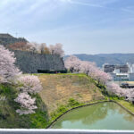 文化センターのテラスカフェから見える津山城の風景=2024年4月6日午前10時57分