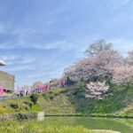 満開に咲く裏門付近の桜=2024年4月6日午前11時04分