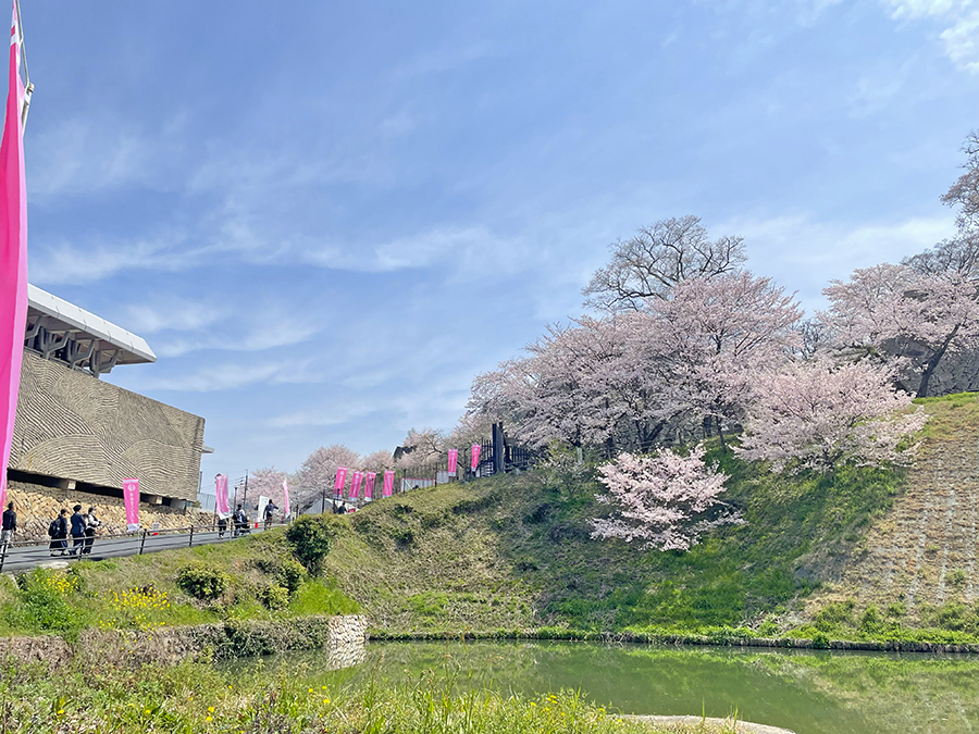 満開に咲く裏門付近の桜=2024年4月6日午前11時04分