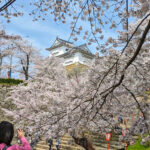 二の丸から見上げる備中櫓と満開の桜=2024年4月6日午前11時28分