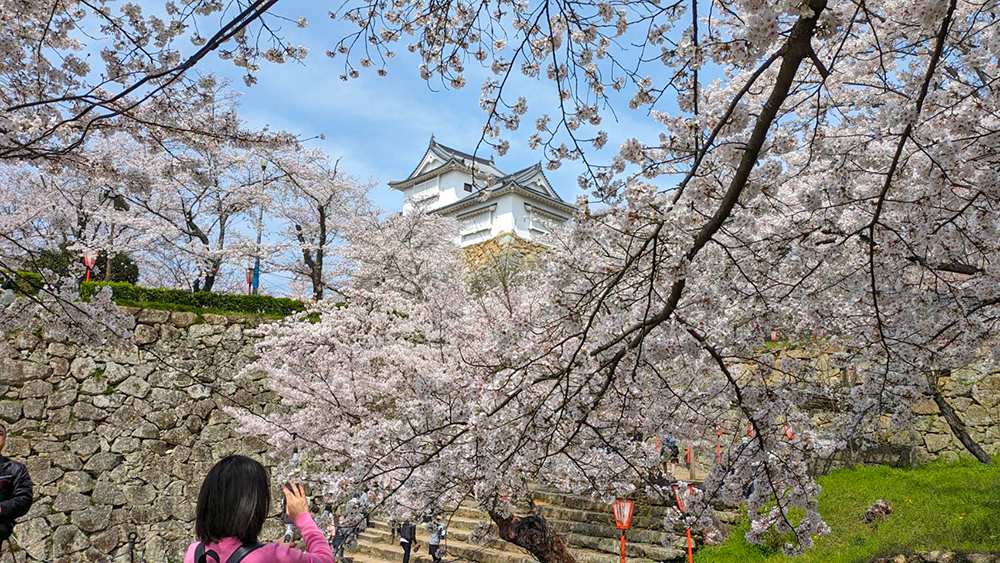 二の丸から見上げる備中櫓と満開の桜=2024年4月6日午前11時28分