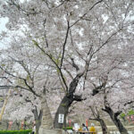 少し葉桜も混じり始めた津山城（鶴山公園）の標本木=2024年4月8日午前10時00分