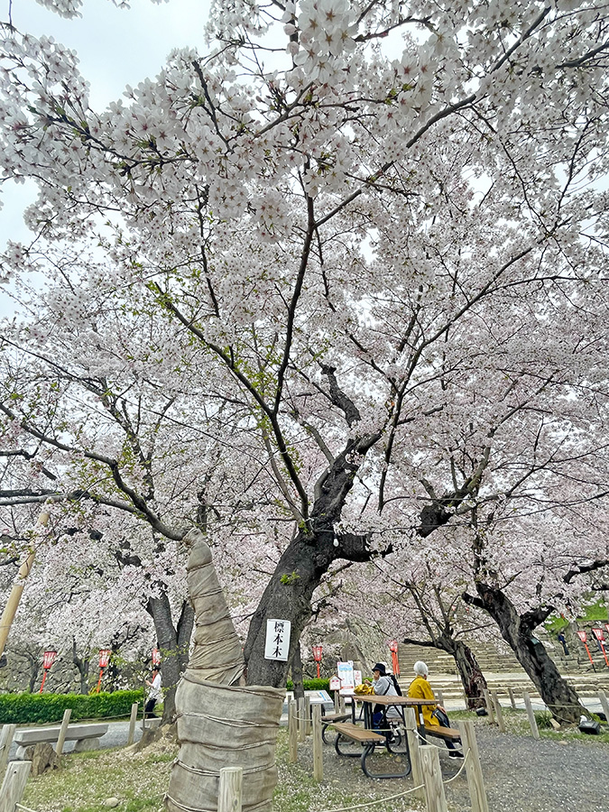 少し葉桜も混じり始めた津山城（鶴山公園）の標本木=2024年4月8日午前10時00分