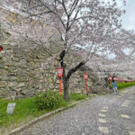 地面に散る花びらと三の丸の桜=2024年4月8日午前10時4分