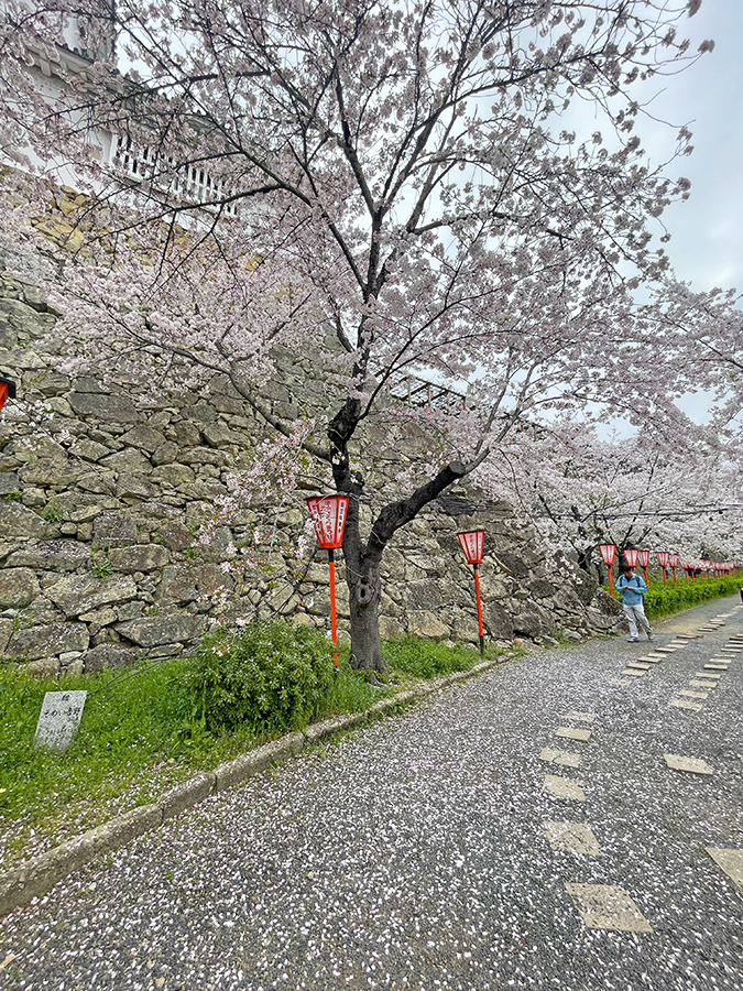 地面に散る花びらと三の丸の桜=2024年4月8日午前10時4分
