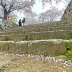 三の丸から二の丸にかけての階段に散る桜の花びら=2024年4月8日午前10時8分