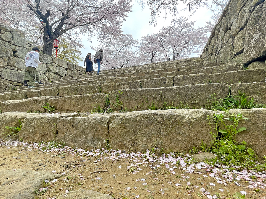 三の丸から二の丸にかけての階段に散る桜の花びら=2024年4月8日午前10時8分