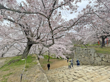 葉桜が見え隠れも桜はまだ見頃　さくらまつり14日まで【2024年津山さくらまつり 4月8日｜写真】／岡山・津山市