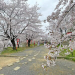 三の丸にて綺麗に咲く桜の通路=2024年4月8日午前10時9分