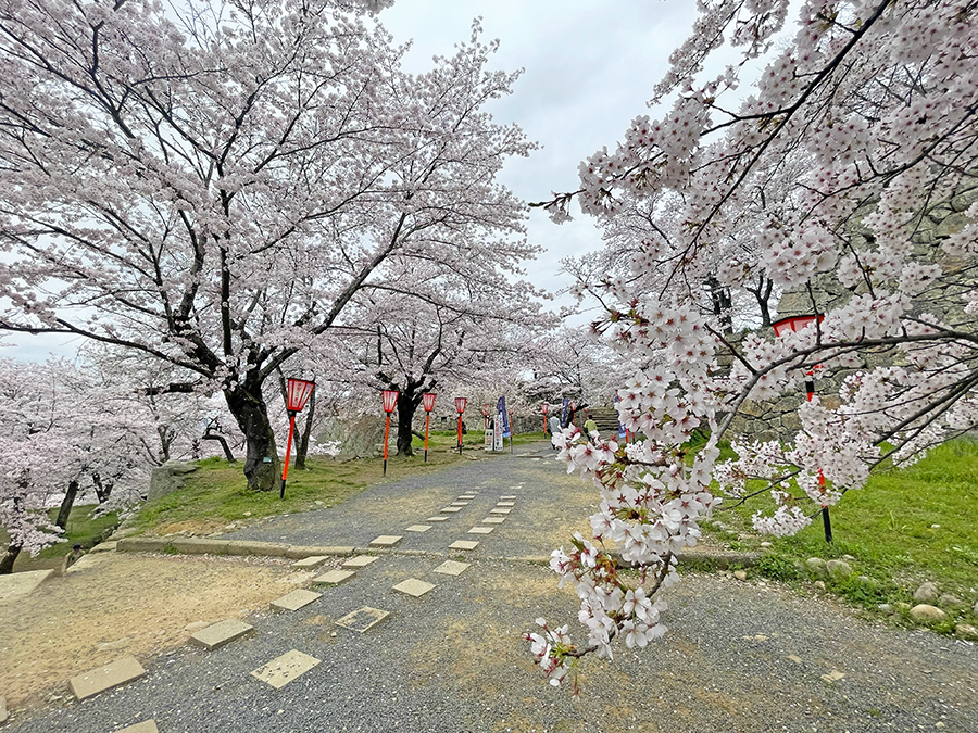 三の丸にて綺麗に咲く桜の通路=2024年4月8日午前10時9分