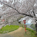 満開に咲く二の丸付近の桜=2024年4月8日午前10時9分