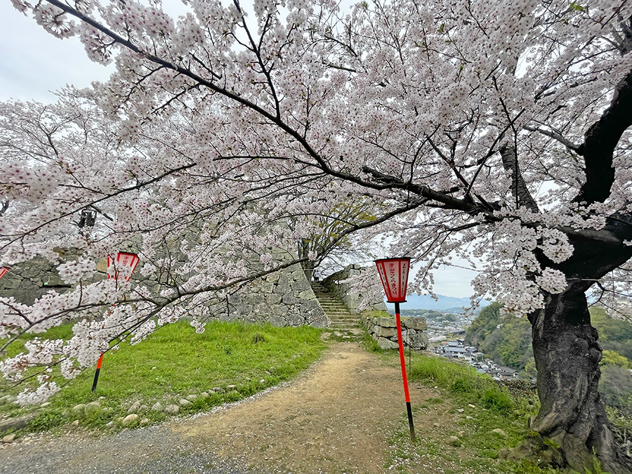 満開に咲く二の丸付近の桜=2024年4月8日午前10時9分