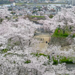 二の丸から見下ろす三の丸の桜=2024年4月8日午前10時12分