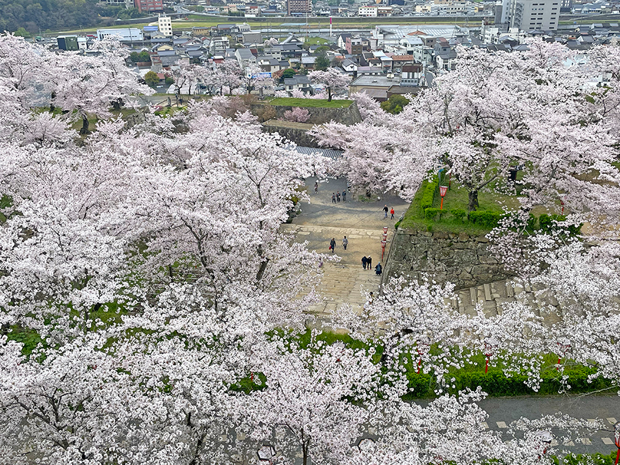 二の丸から見下ろす三の丸の桜=2024年4月8日午前10時12分