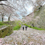 桜の花びらの絨毯で彩られた二の丸からの風景=2024年4月9日午前10時34分