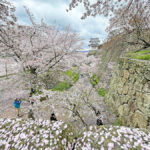 二の丸から眺める桜と備中櫓=2024年4月9日午前10時37分