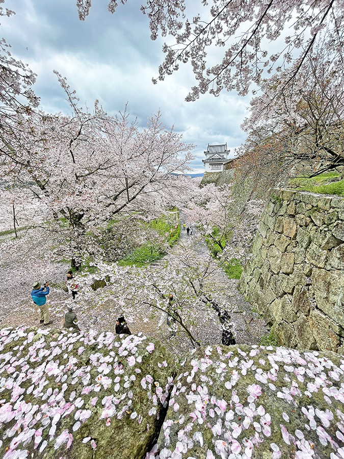 二の丸から眺める桜と備中櫓=2024年4月9日午前10時37分