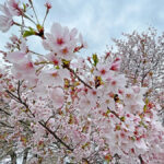 本丸にてまだ花びらが残っている桜も=2024年4月9日午前10時40分