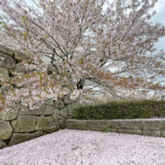 本丸にて散り始めた桜と花びらの絨毯=2024年4月9日午前10時47分
