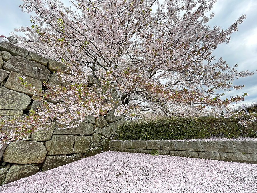 本丸にて散り始めた桜と花びらの絨毯=2024年4月9日午前10時47分