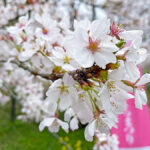 文化センター近くで咲く桜の花=2024年4月9日午前10時57分