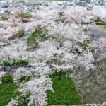 本丸から眺める桜=2024年4月9日午前10時44分