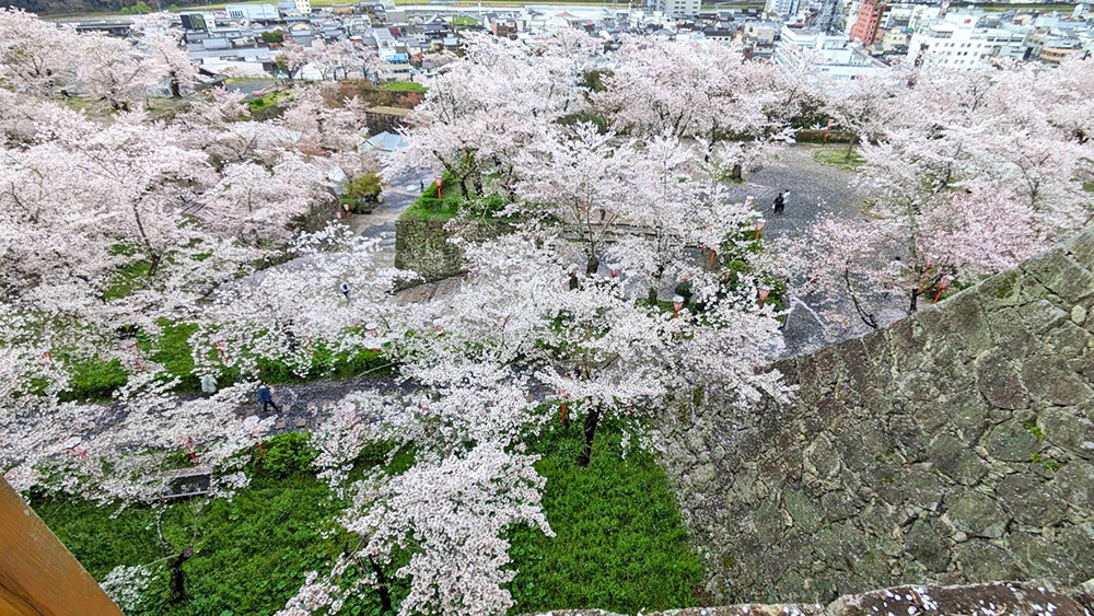 本丸から眺める桜=2024年4月9日午前10時44分