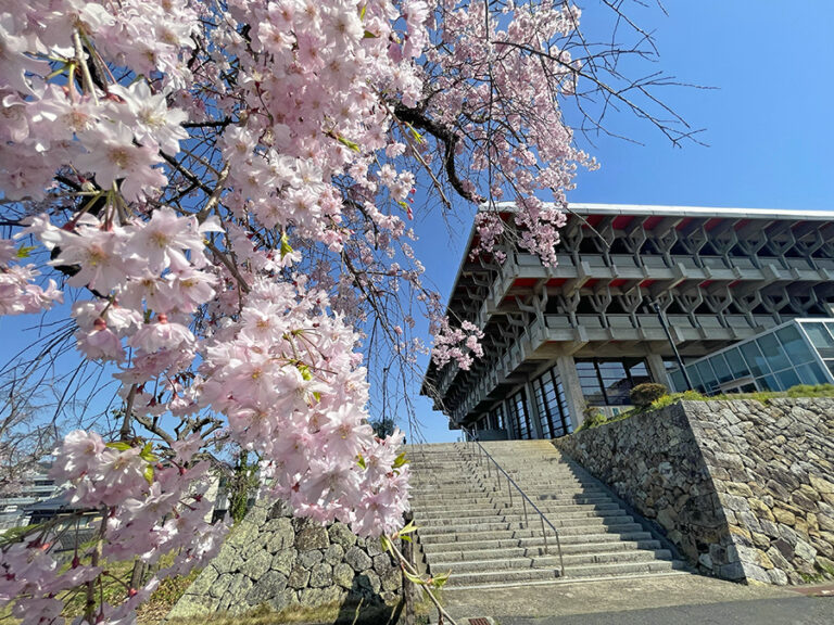綺麗な桜と文化センター=2024年4月10日午前9時54分