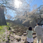 裏門前にて桜を鑑賞する来場者=2024年4月10日午前9時58分