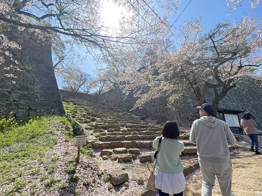 裏門前にて桜を鑑賞する来場者=2024年4月10日午前9時58分